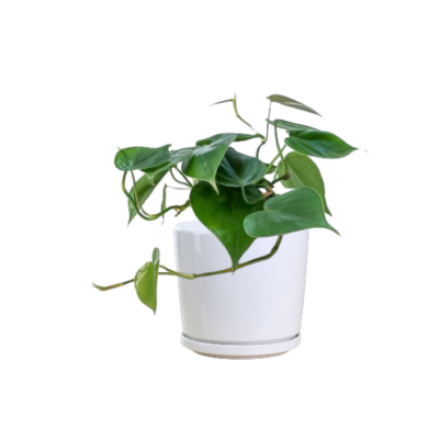 Sweet Heart Plant - Philodendron Brazil - Image 3